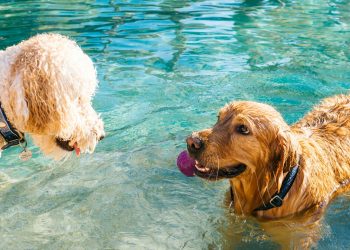 The Ultimate Guide to Pet Care and Choosing the Right Brushes