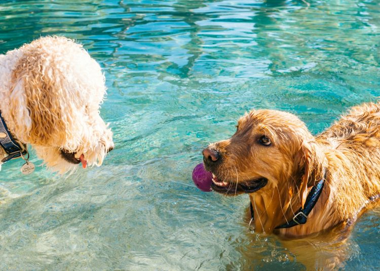 The Ultimate Guide to Pet Care and Choosing the Right Brushes