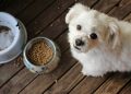 The Basics of Pet Food Diets