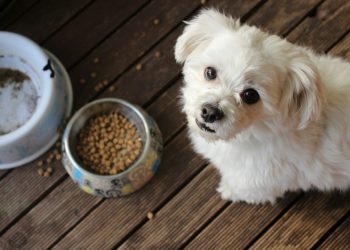 The Basics of Pet Food Diets
